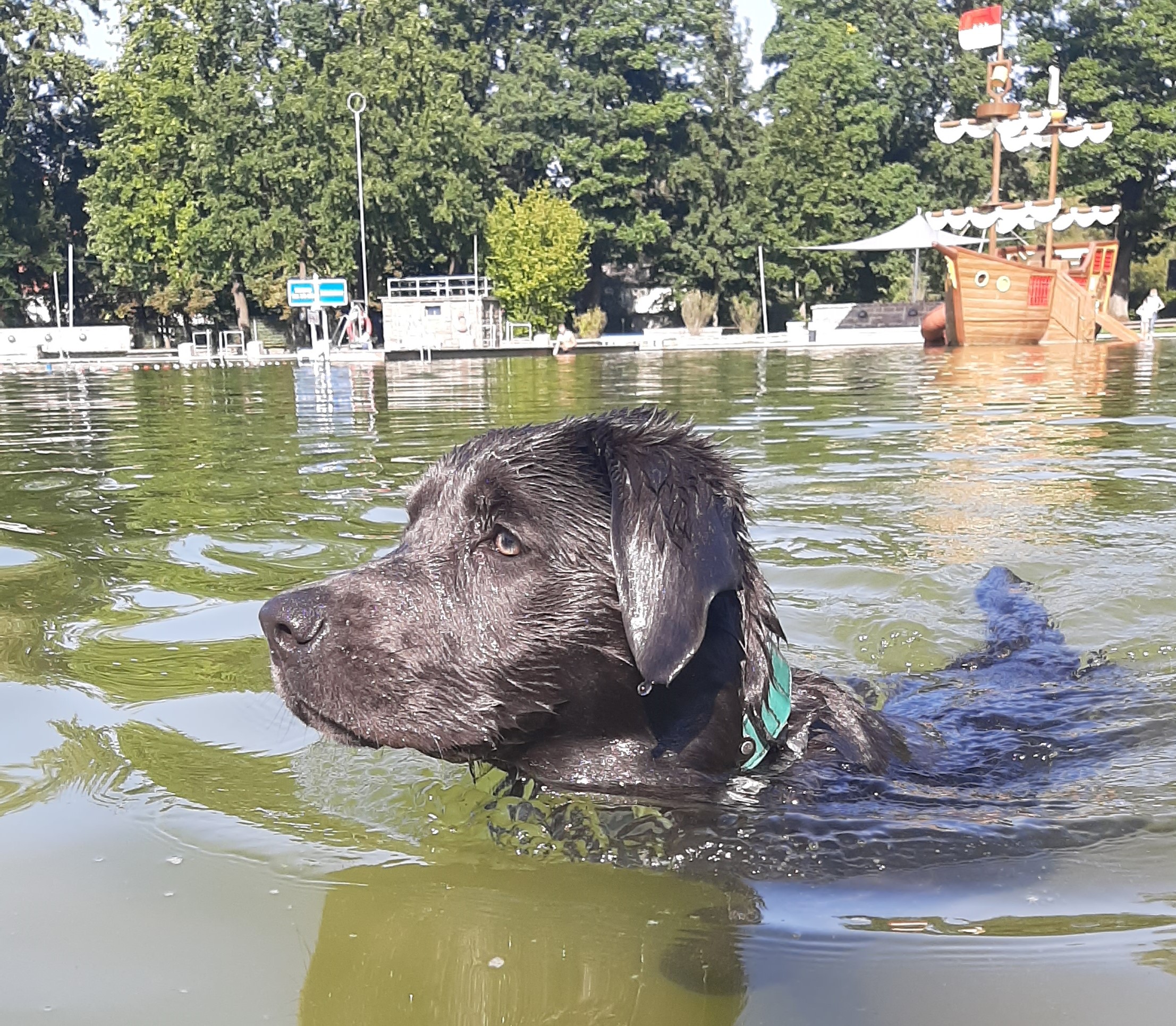  Hundeschwimmen 