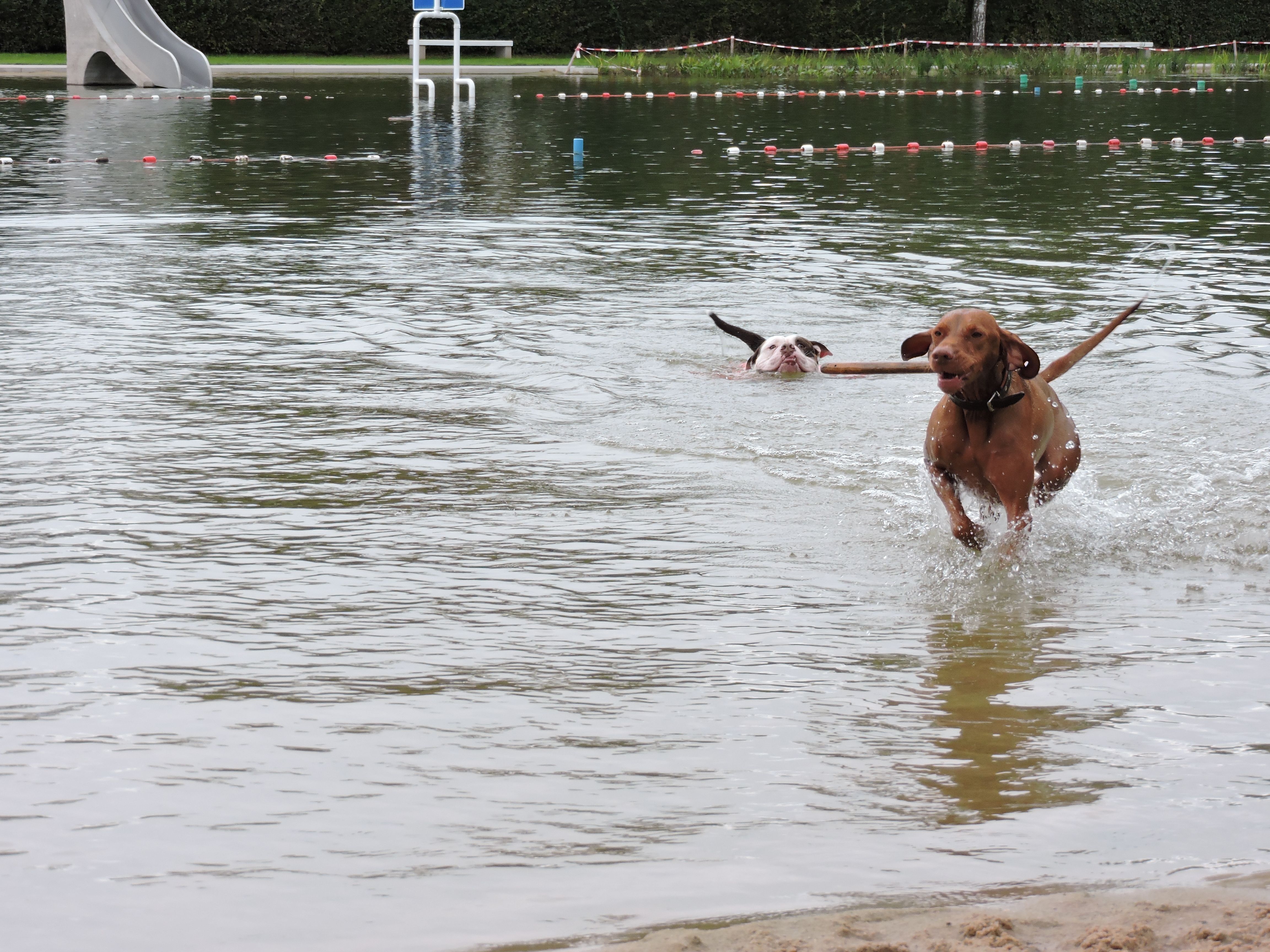  Hundeschwimmen im Waldstrandbad Windsbach 