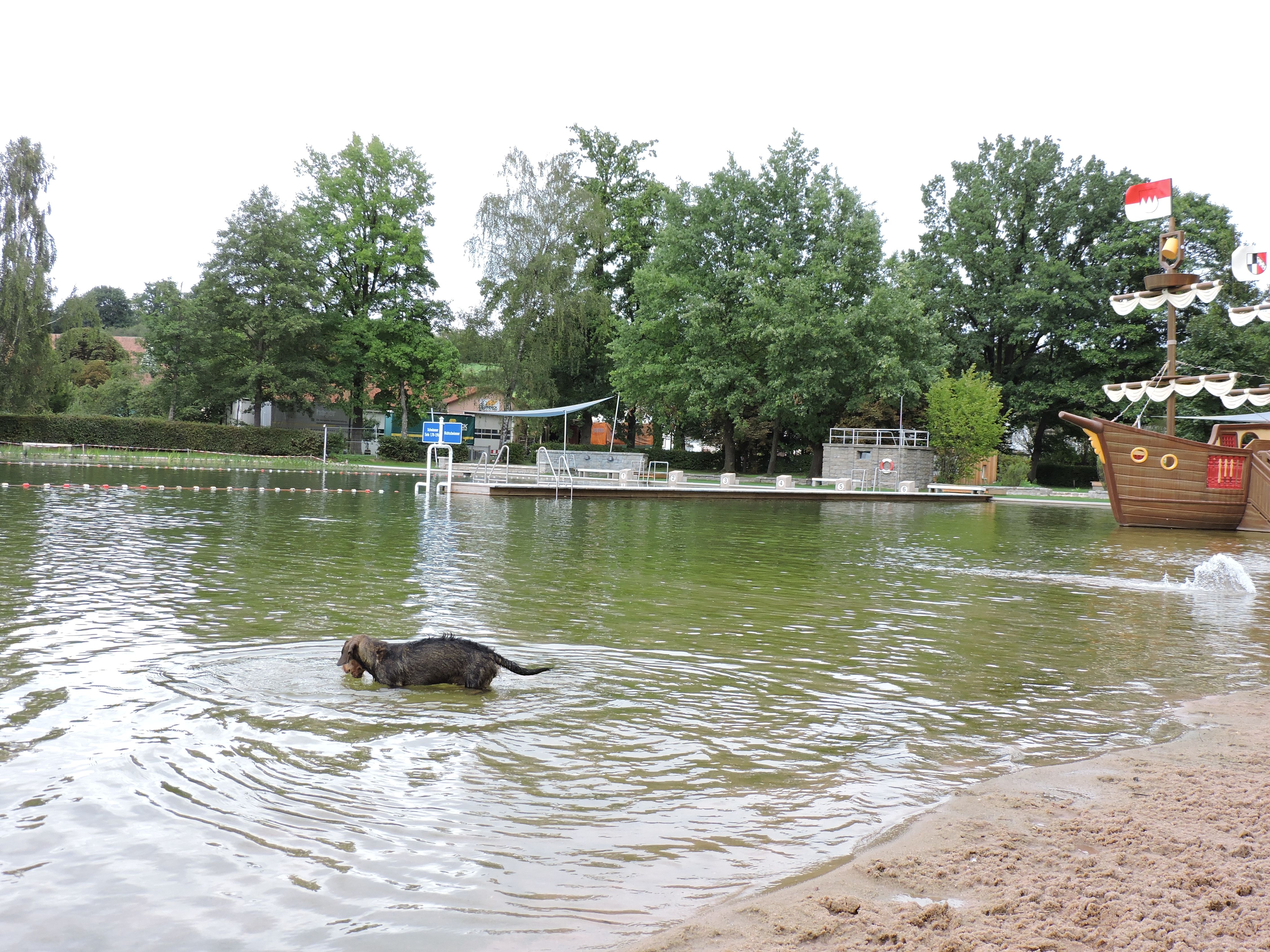  Hundeschwimmen im Waldstrandbad Windsbach 